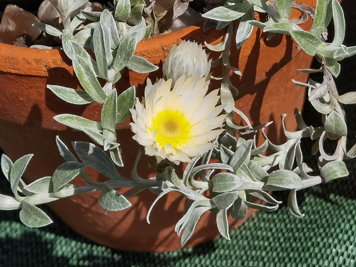Helichrysum retortum photo